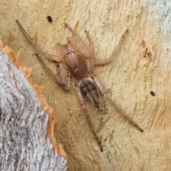 Clubiona sp. (genus) at O'Connor, ACT - 18 Aug 2023