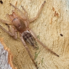 Clubiona sp. (genus) at O'Connor, ACT - 18 Aug 2023