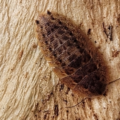 Laxta granicollis (Common bark or trilobite cockroach) at Banksia Street Wetland Corridor - 18 Aug 2023 by trevorpreston