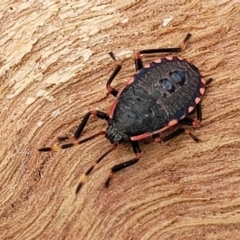 Diemenia rubromarginata (Pink-margined bug) at Banksia Street Wetland Corridor - 18 Aug 2023 by trevorpreston