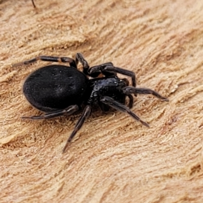Badumna sp. (genus) (Lattice-web spider) at Banksia Street Wetland Corridor - 18 Aug 2023 by trevorpreston