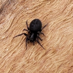 Badumna (genus) at O'Connor, ACT - 18 Aug 2023 11:34 AM