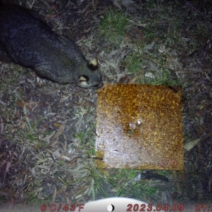 Trichosurus vulpecula at Acton, ACT - 4 Aug 2023 09:27 PM