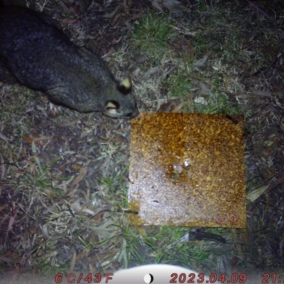 Trichosurus vulpecula (Common Brushtail Possum) at Acton, ACT - 4 Aug 2023 by isabellejames19