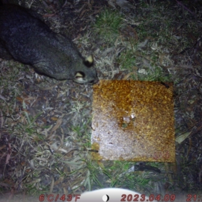 Trichosurus vulpecula (Common Brushtail Possum) at Australian National University - 4 Aug 2023 by isabellejames19