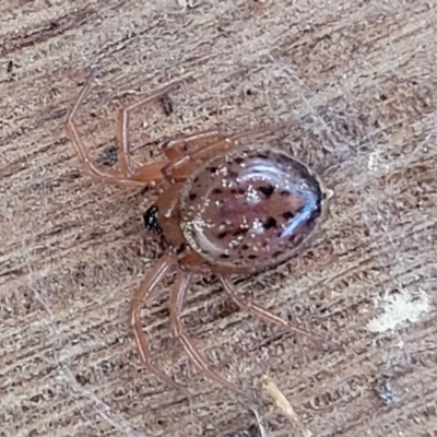 Euryopis umbilicata (Striped tick spider) at Banksia Street Wetland Corridor - 18 Aug 2023 by trevorpreston