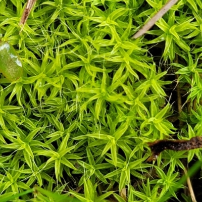 Unidentified Moss, Liverwort or Hornwort at O'Connor, ACT - 18 Aug 2023 by trevorpreston