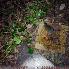 Rattus rattus (Black Rat) at Sullivans Creek, Acton - 18 Aug 2023 by BrianHerps