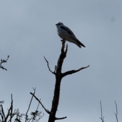 Elanus axillaris (Black-shouldered Kite) at Belconnen, ACT - 18 Aug 2023 by KaleenBruce