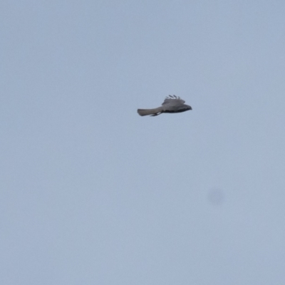 Tachyspiza fasciata (Brown Goshawk) at Belconnen, ACT - 18 Aug 2023 by KaleenBruce