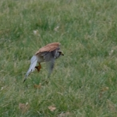 Falco cenchroides (Nankeen Kestrel) at Belconnen, ACT - 18 Aug 2023 by KaleenBruce