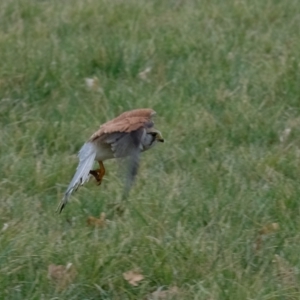 Falco cenchroides at Belconnen, ACT - 18 Aug 2023