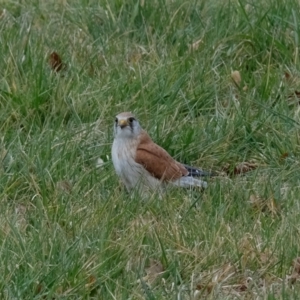 Falco cenchroides at Belconnen, ACT - 18 Aug 2023