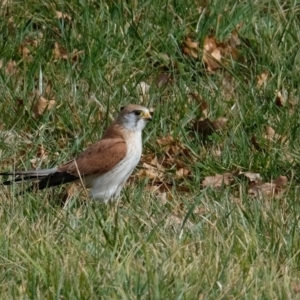 Falco cenchroides at Belconnen, ACT - 18 Aug 2023