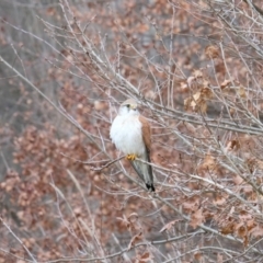 Falco cenchroides at Belconnen, ACT - 18 Aug 2023