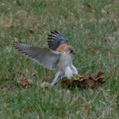 Falco cenchroides at Belconnen, ACT - 18 Aug 2023