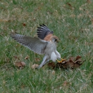 Falco cenchroides at Belconnen, ACT - 18 Aug 2023