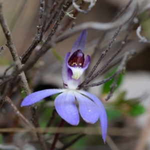 Cyanicula caerulea at Canberra Central, ACT - suppressed