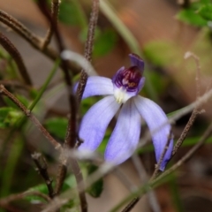 Cyanicula caerulea at Canberra Central, ACT - suppressed