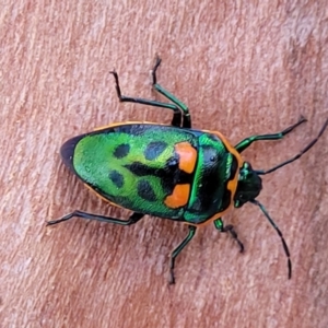 Scutiphora pedicellata at O'Connor, ACT - 18 Aug 2023 04:08 PM