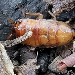 Blattidae sp. (family) at O'Connor, ACT - 18 Aug 2023