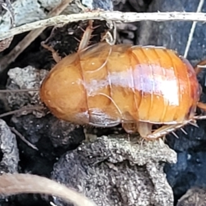 Blattidae sp. (family) at O'Connor, ACT - 18 Aug 2023