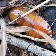 Blattidae sp. (family) at O'Connor, ACT - 18 Aug 2023