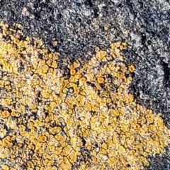 Unidentified Lichen at O'Connor, ACT - 18 Aug 2023 by trevorpreston