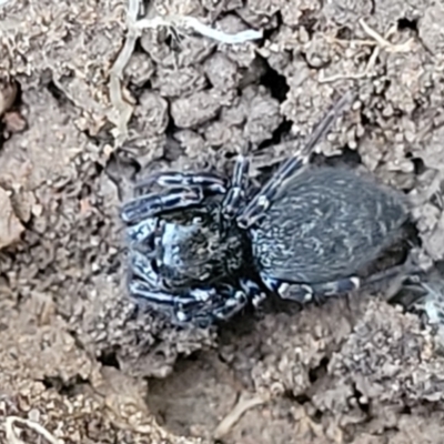 Salticidae (family) (Jumping spider) at O'Connor, ACT - 18 Aug 2023 by trevorpreston