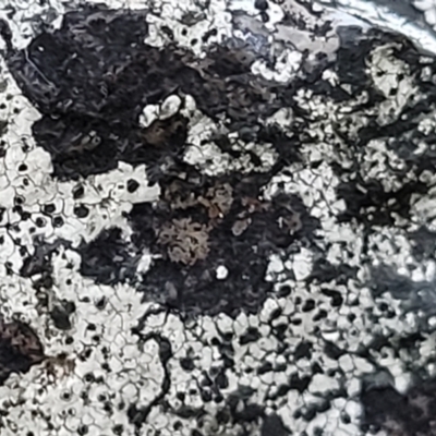 Lichen - crustose at Banksia Street Wetland Corridor - 18 Aug 2023 by trevorpreston