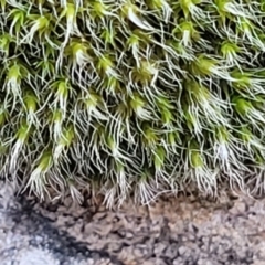 Grimmia sp. (A moss) at Banksia Street Wetland Corridor - 18 Aug 2023 by trevorpreston