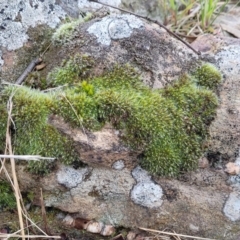 Grimmia sp. at O'Connor, ACT - 18 Aug 2023