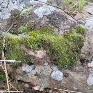 Grimmia sp. at O'Connor, ACT - 18 Aug 2023