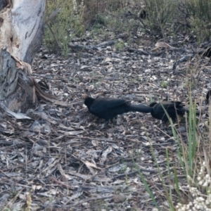 Corcorax melanorhamphos at Canberra Central, ACT - 18 Aug 2023