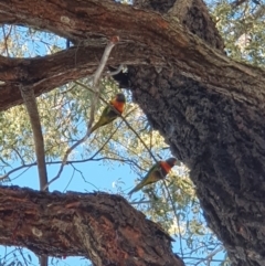 Trichoglossus moluccanus (Rainbow Lorikeet) at Lyons, ACT - 18 Aug 2023 by jmcleod