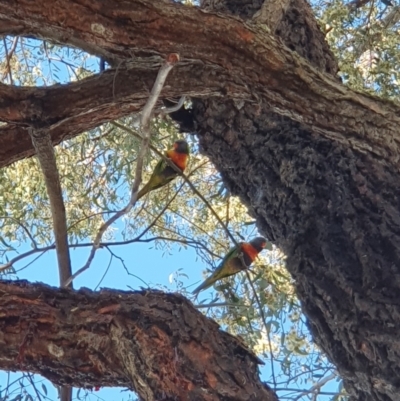 Trichoglossus moluccanus (Rainbow Lorikeet) at Lyons, ACT - 18 Aug 2023 by jmcleod