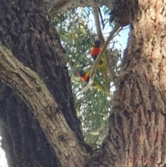 Trichoglossus moluccanus at Lyons, ACT - 18 Aug 2023