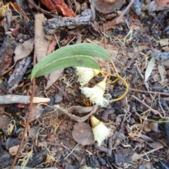 Trichoglossus moluccanus at Lyons, ACT - 18 Aug 2023