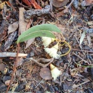 Trichoglossus moluccanus at Lyons, ACT - 18 Aug 2023