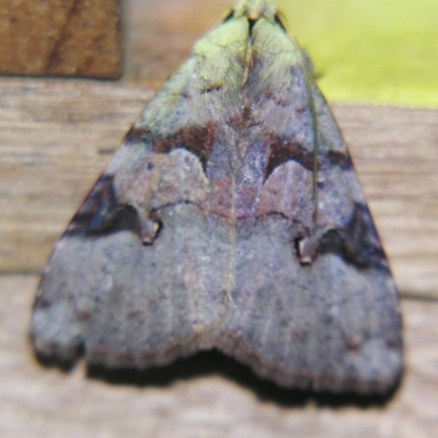 Avatha discolor (Dimorphic Statusmoth) at Sheldon, QLD - 13 Jul 2007 by PJH123