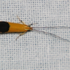 Crocanthes micradelpha (A longhorned moth) at Sheldon, QLD - 13 Jul 2007 by PJH123