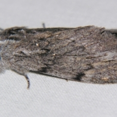 Destolmia lineata (Streaked Notodontid Moth) at Sheldon, QLD - 13 Jul 2007 by PJH123