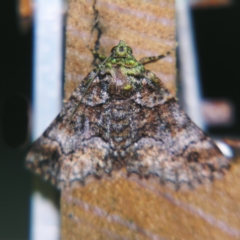 Gastrina cristaria (Wave-lined Geometrid) at Sheldon, QLD - 13 Jul 2007 by PJH123