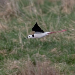 Himantopus leucocephalus (Pied Stilt) at Fyshwick, ACT - 17 Aug 2023 by rawshorty