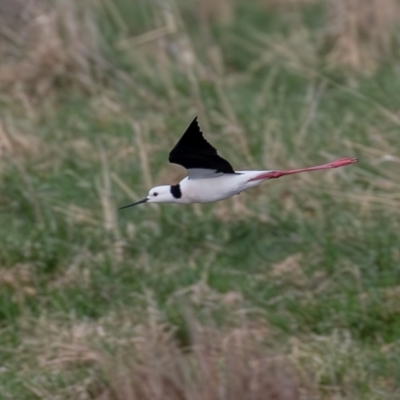 Himantopus leucocephalus (Pied Stilt) at Fyshwick, ACT - 18 Aug 2023 by rawshorty