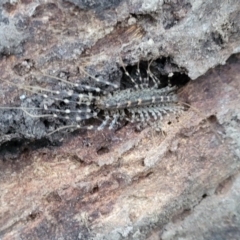 Scutigeridae (family) (A scutigerid centipede) at Dunlop Grasslands - 18 Aug 2023 by trevorpreston