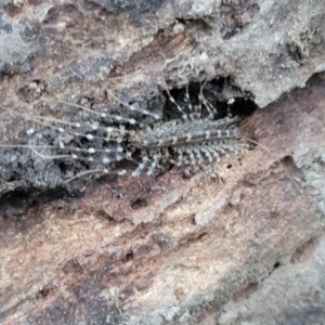 Scutigeridae (family) at Fraser, ACT - 18 Aug 2023