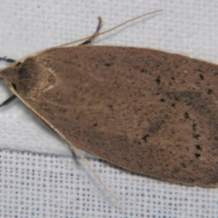 Chezala privatella (A Concealer moth) at Sheldon, QLD - 20 Jul 2007 by PJH123
