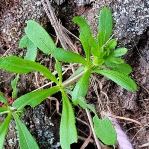 Galium aparine at Fraser, ACT - 18 Aug 2023