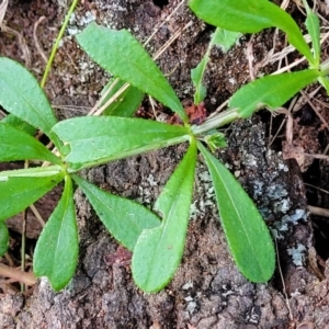 Galium aparine at Fraser, ACT - 18 Aug 2023